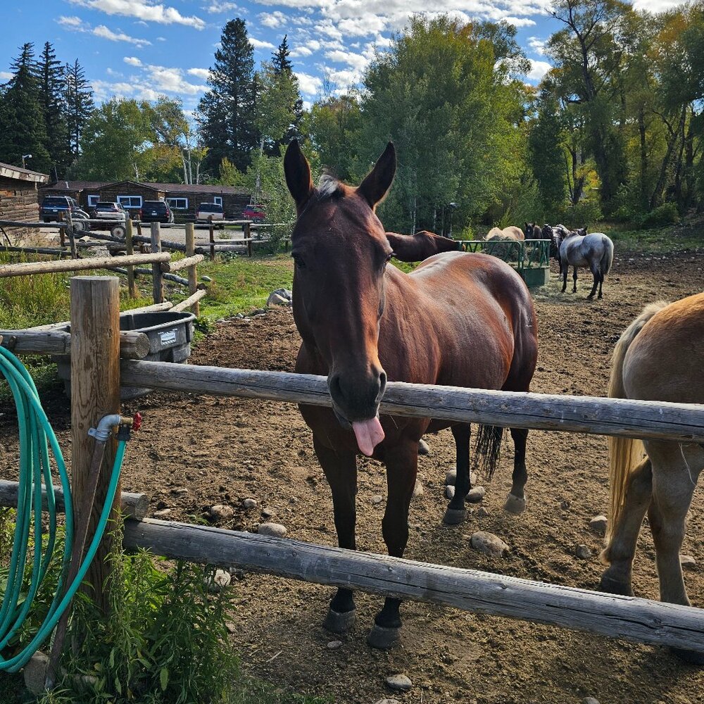 Meet your Posher, Donna